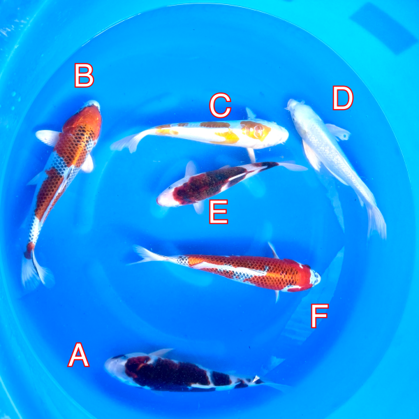 Yamasan mix 290224 Ref0446 Cotswold Koi Koi carp