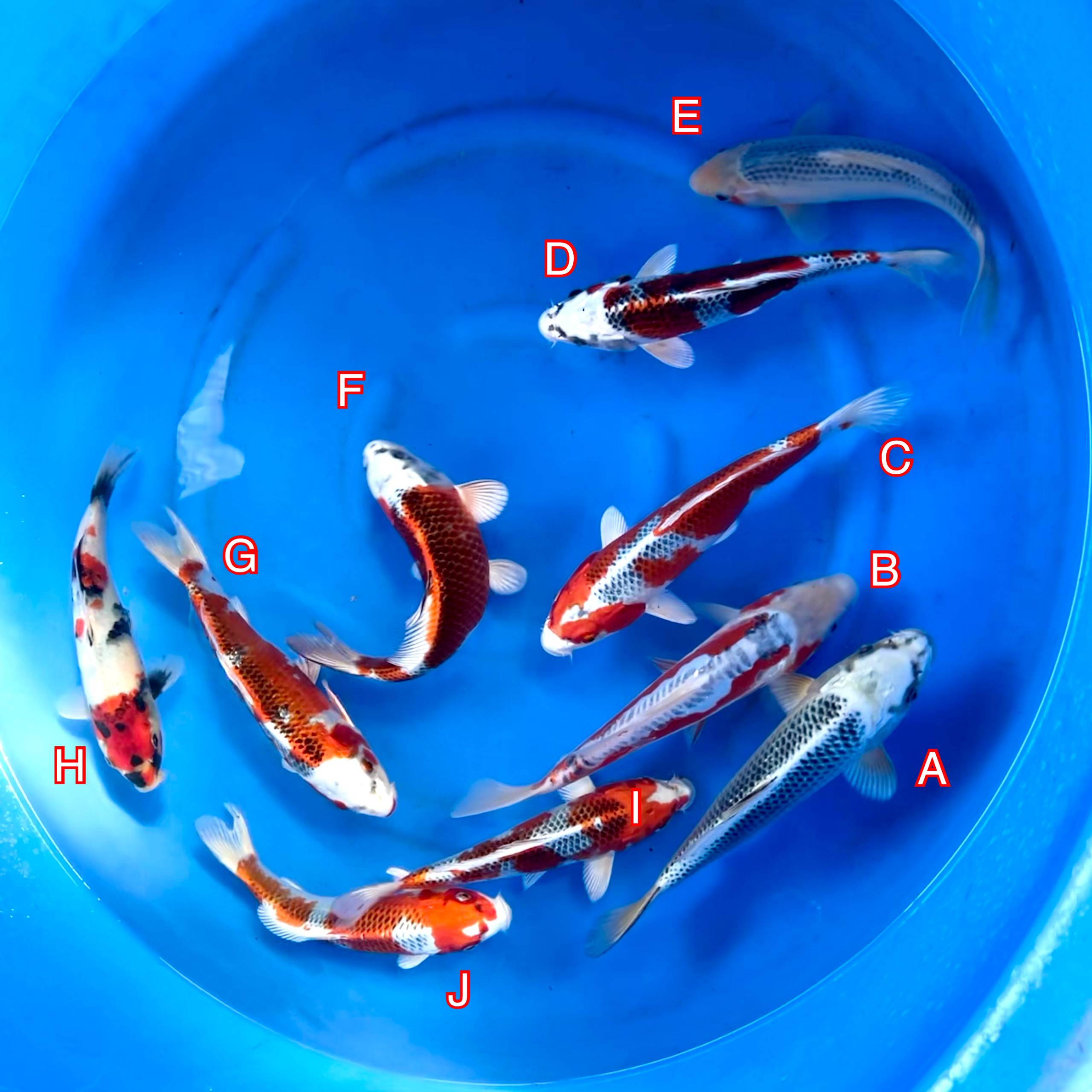 You_Doodle_2024-02-29T07_44_34Z