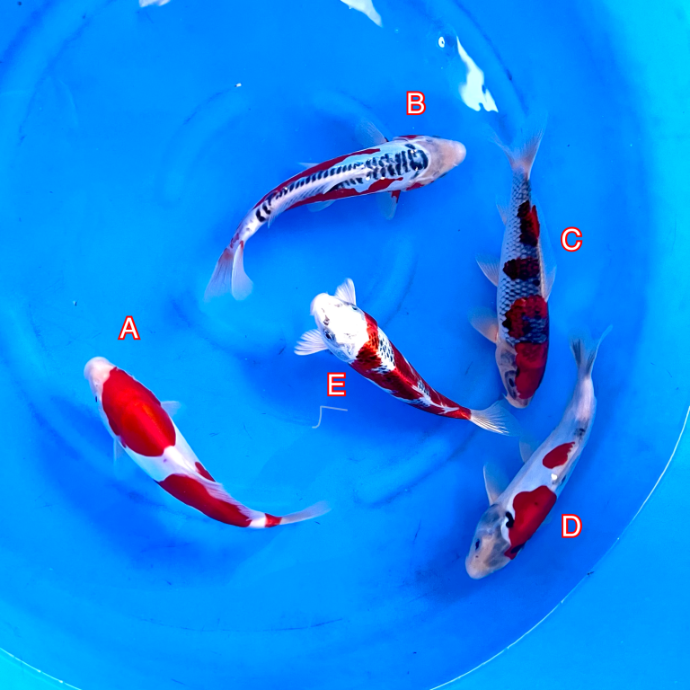 Hosokai Tosai mix 270224 Ref0450 Cotswold Koi Koi carp