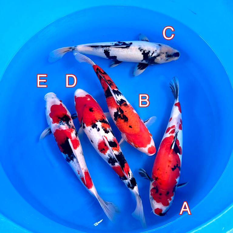 Miyatora mix 260224 Ref0451 Cotswold Koi Koi carp