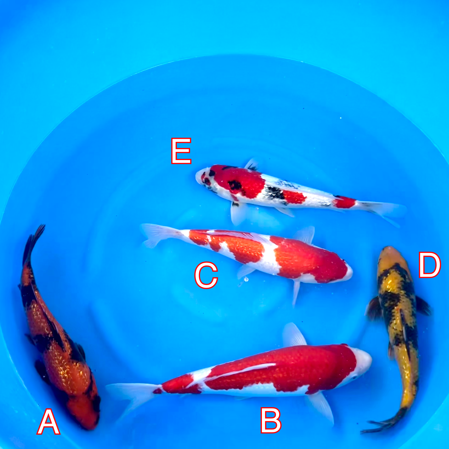 Maruhiro mix 280224 Ref0457 Cotswold Koi Koi carp