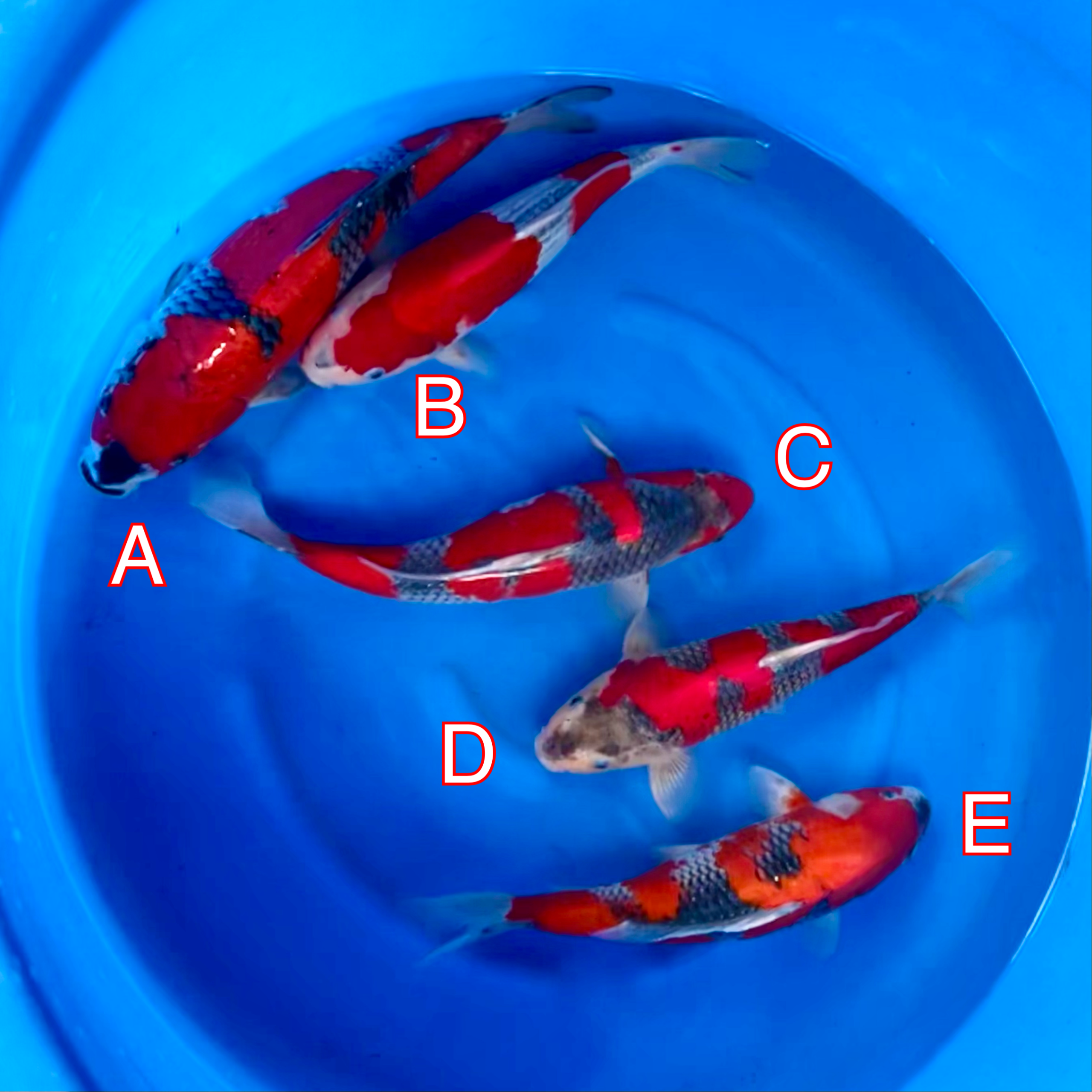 You_Doodle_2024-03-01T10_22_38Z You_Doodle_2024-03-01T10_22_38Z