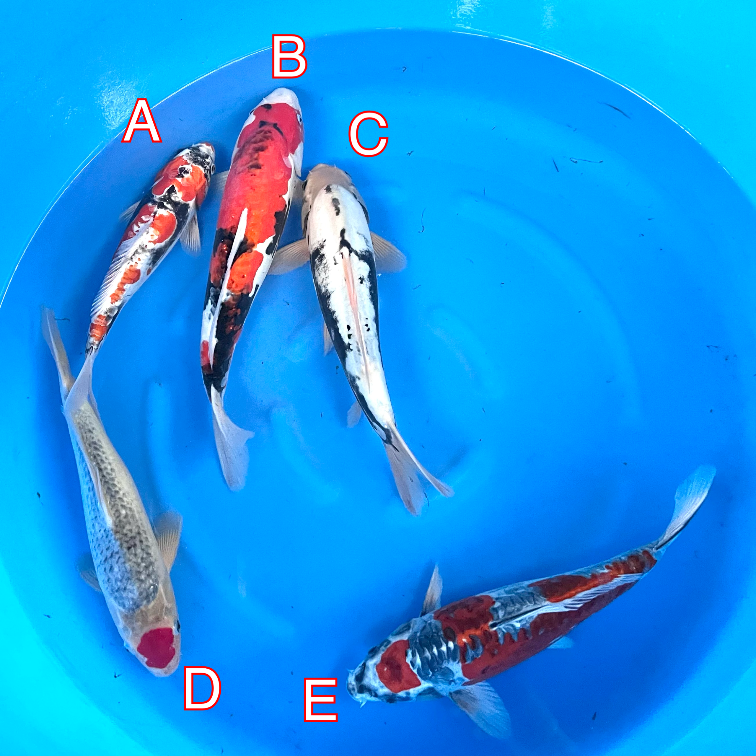 You_Doodle_2024-03-01T10_33_46Z You_Doodle_2024-03-01T10_33_46Z