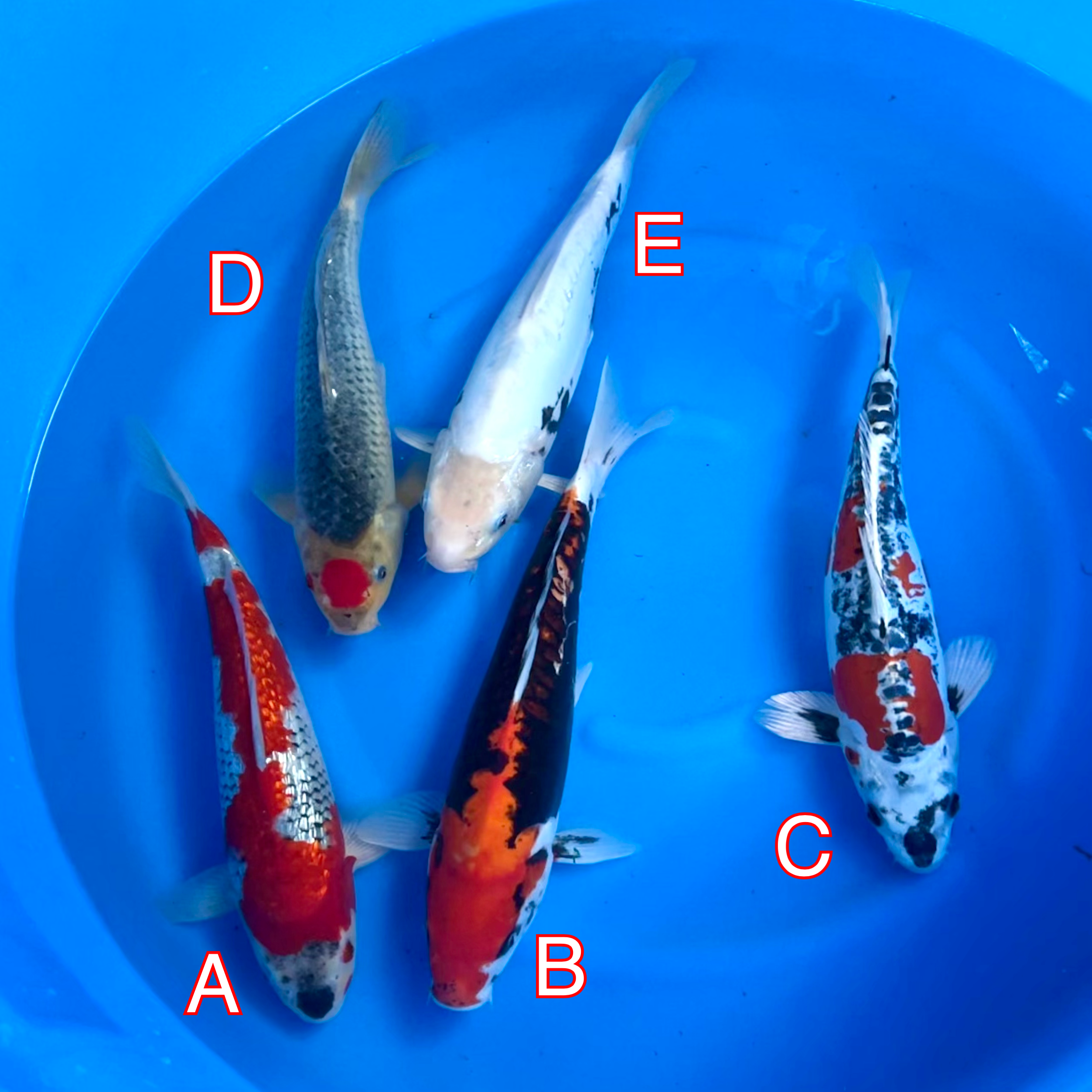 You_Doodle_2024-03-01T10_40_12Z You_Doodle_2024-03-01T10_40_12Z