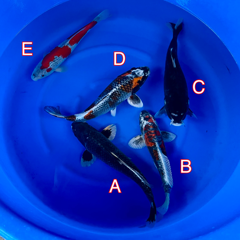 Ikarasho Ozumi mix 290224 Ref0462 Cotswold Koi Koi carp Kohaku