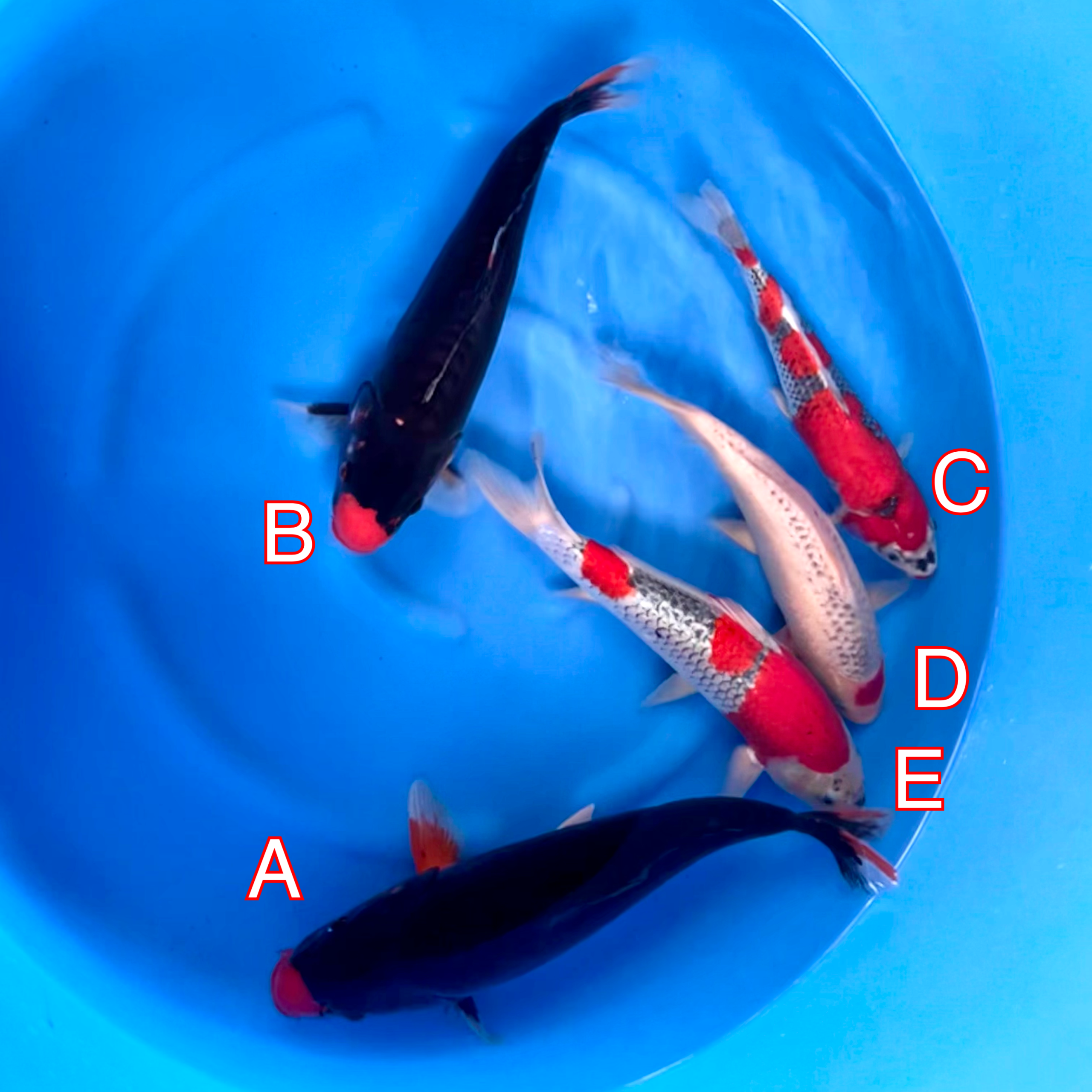 You_Doodle_2024-03-01T10_50_55Z You_Doodle_2024-03-01T10_50_55Z