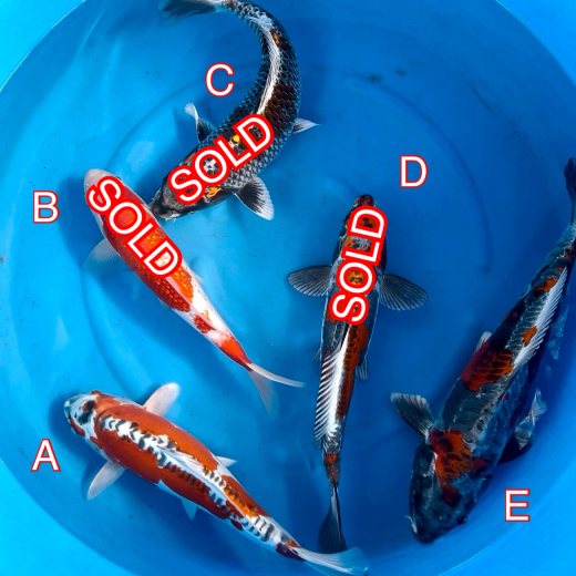 Ikarasho Ozumi mix 260224 Ref0411 Cotswold Koi Koi carp Kohaku