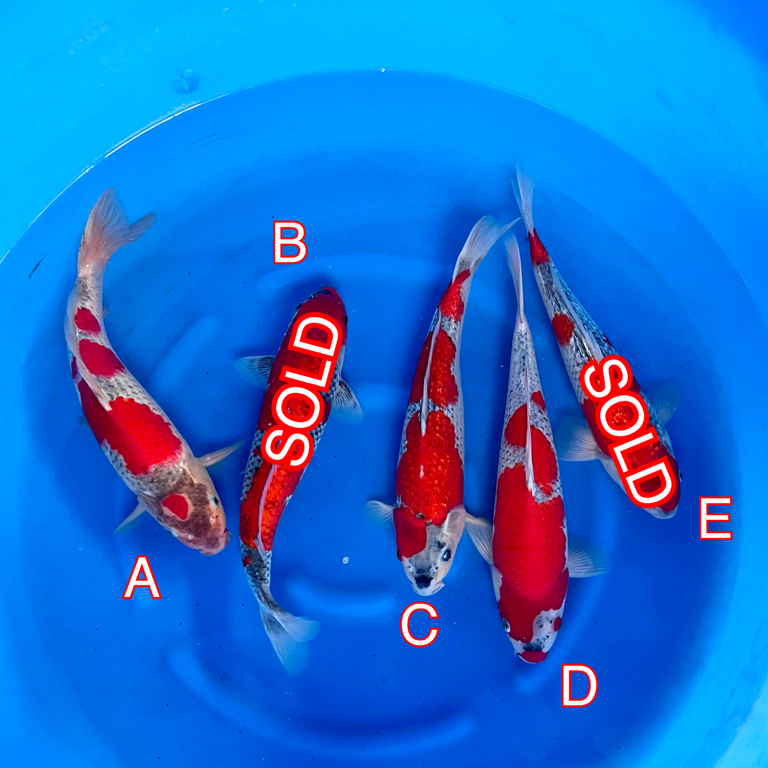 You_Doodle_2024-03-14T16_05_30Z You_Doodle_2024-03-14T16_05_30Z