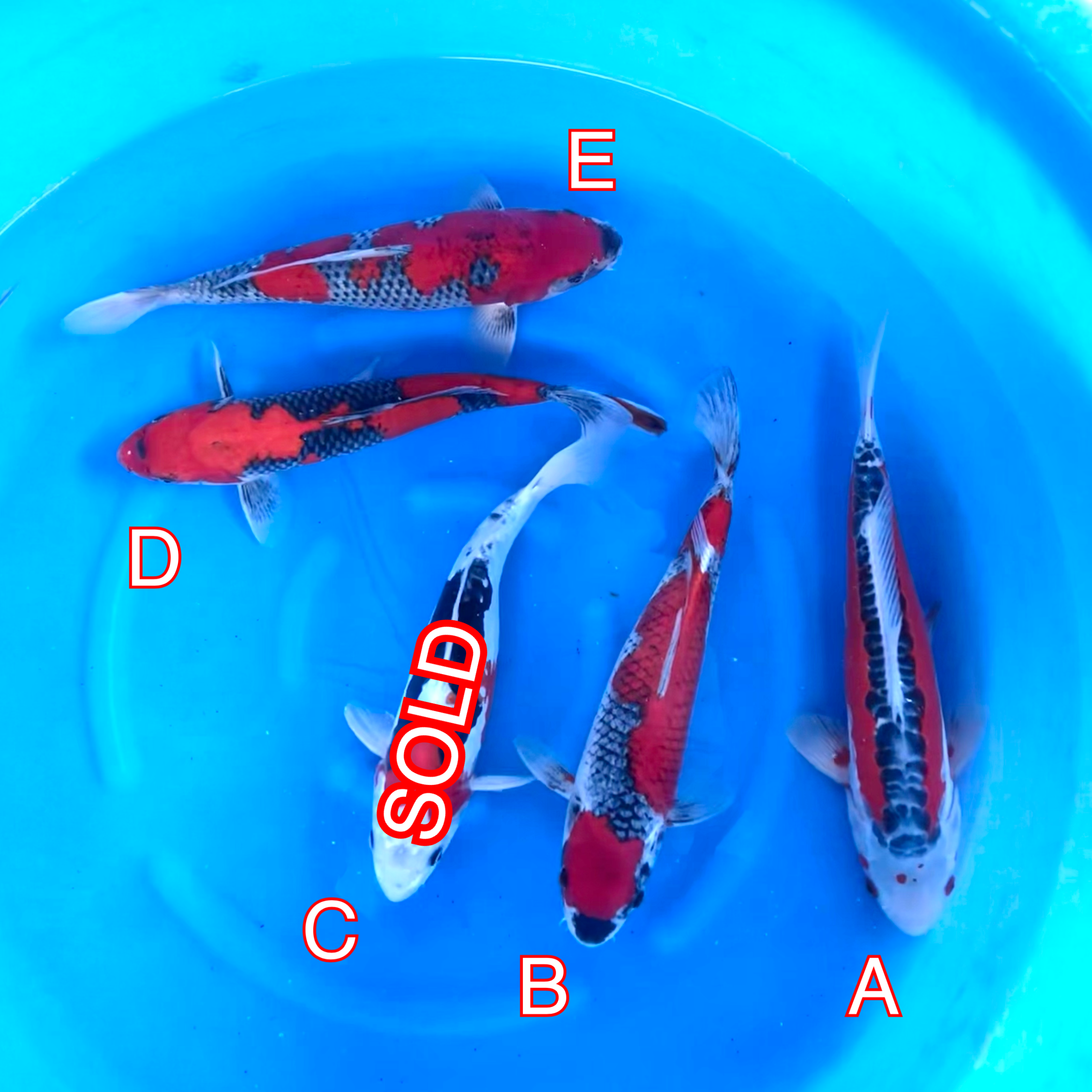 You_Doodle_2024-03-14T16_10_53Z You_Doodle_2024-03-14T16_10_53Z