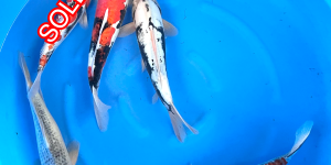 Discontinued products