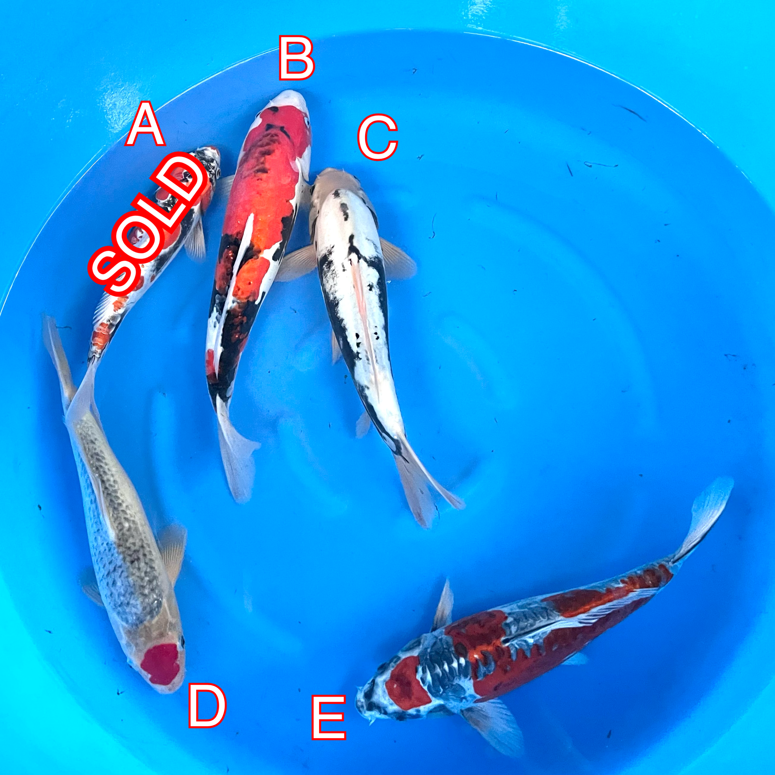 You_Doodle_2024-03-14T16_32_21Z You_Doodle_2024-03-14T16_32_21Z