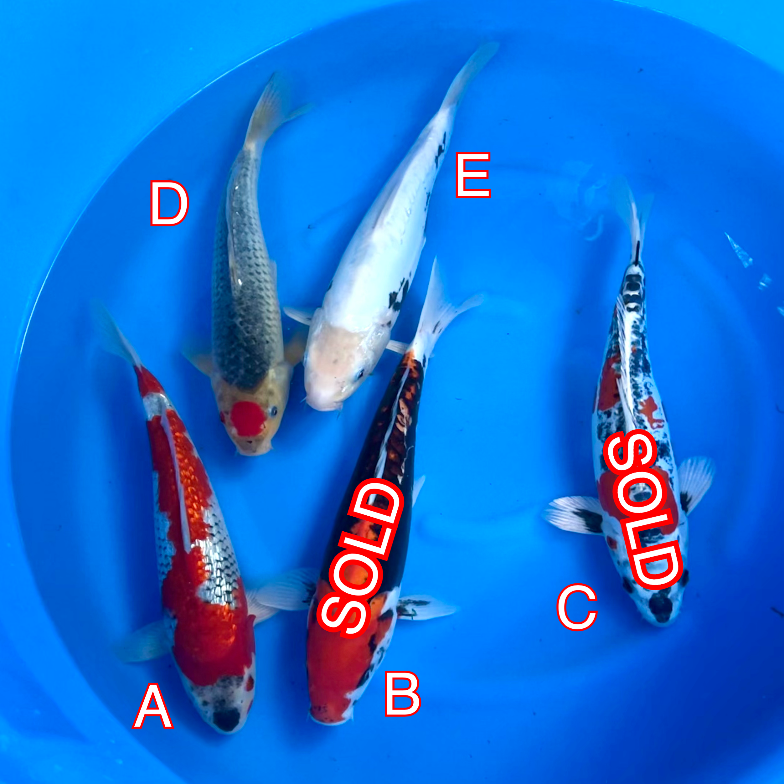 You_Doodle_2024-03-14T16_38_19Z You_Doodle_2024-03-14T16_38_19Z