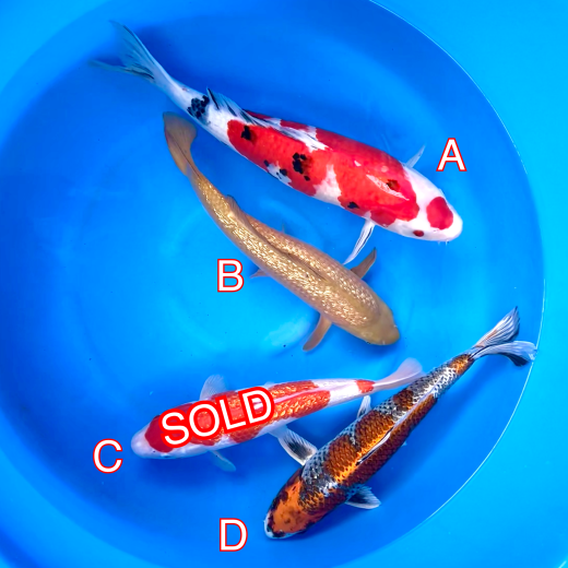 Maruhiro mix 280224 Ref0441 Cotswold Koi Koi carp