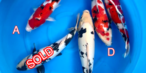 Discontinued products