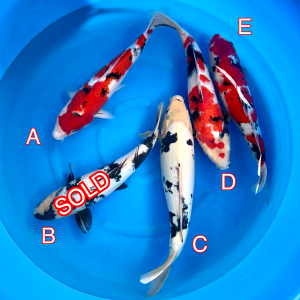 Miyatora mix 260224 Ref0415