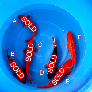 Maruhiro mix 170223 Ref0376