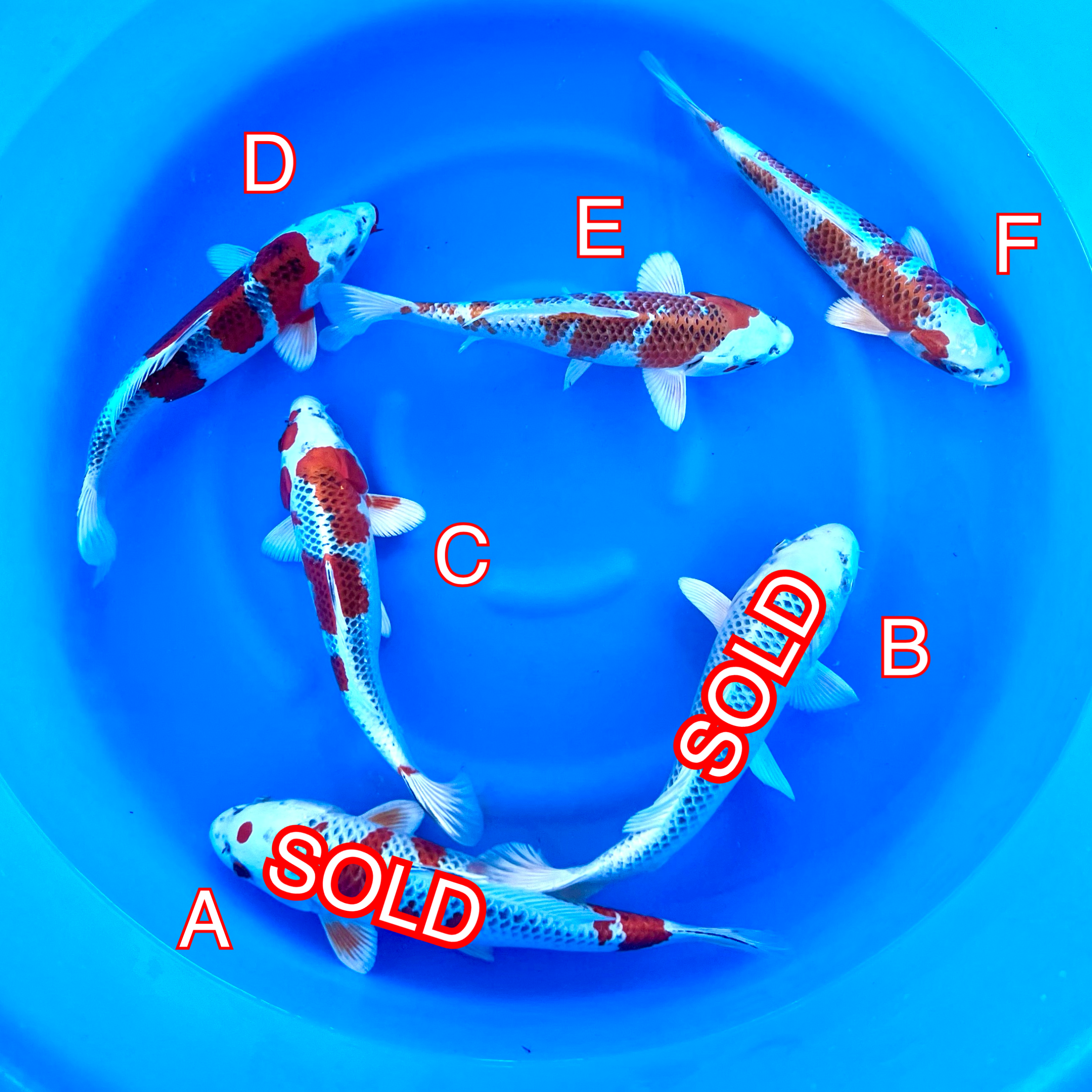 You_Doodle_2024-03-25T19_05_26Z You_Doodle_2024-03-25T19_05_26Z