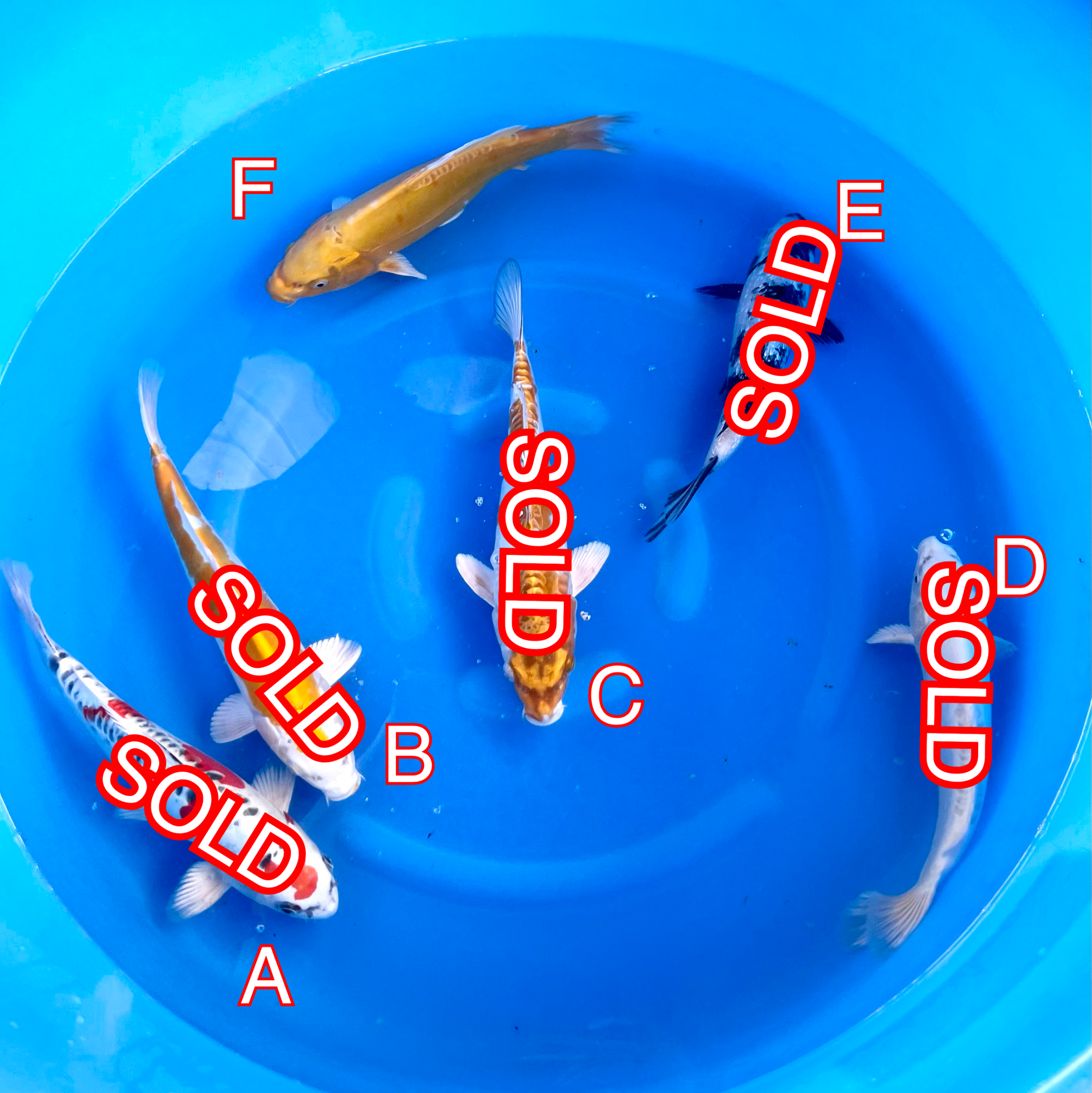 You_Doodle_2024-03-25T20_03_44Z You_Doodle_2024-03-25T20_03_44Z