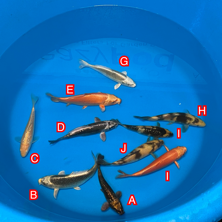 Maruhiro Tosai mix Ref0470 Cotswold Koi Koi carp Kohaku