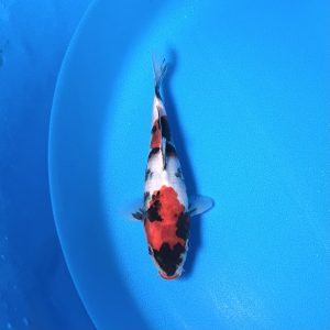 Hosokai Tosai Showa Ref0435