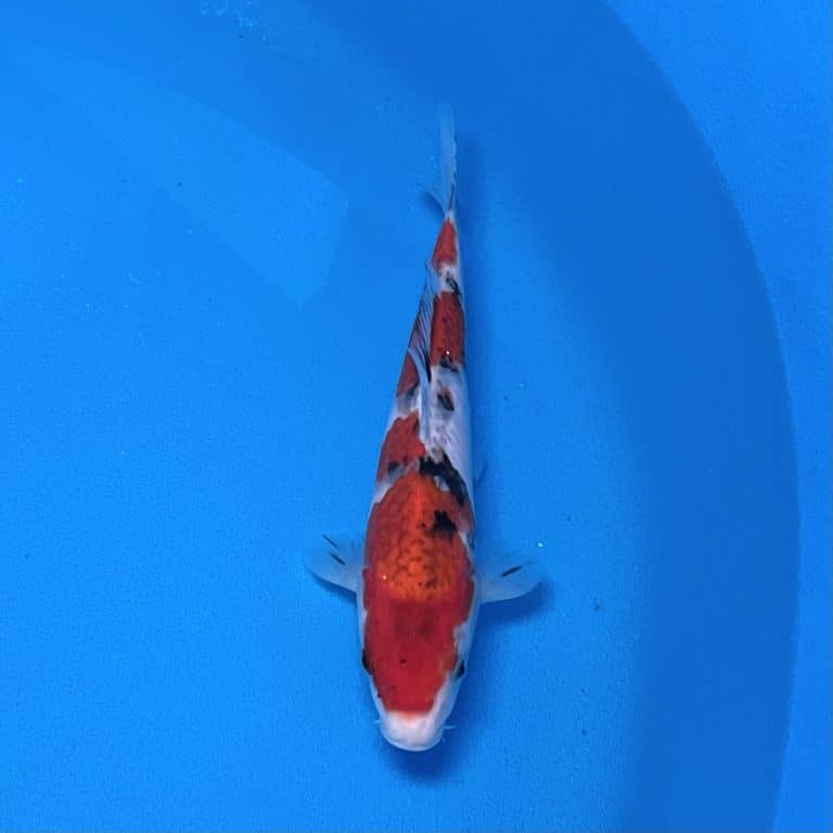 Hosokai Tosai Showa Ref0432F Cotswold Koi Koi carp