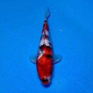 Hosokai Tosai Showa Ref0432-G