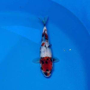 Hosokai Tosai Showa Ref0449 - H