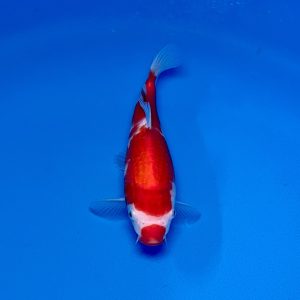 Hosokai Tosai kohaku Ref0448 – D