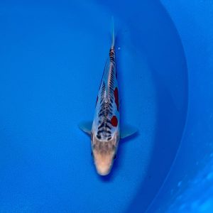 Hosokai Tosai Shusui Ref0431 - D