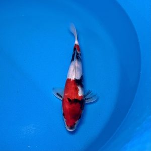 Hosokai Tosai ShowaRef0431 - G