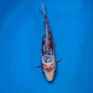 Hosokai Tosai Shusui Ref0431 - H