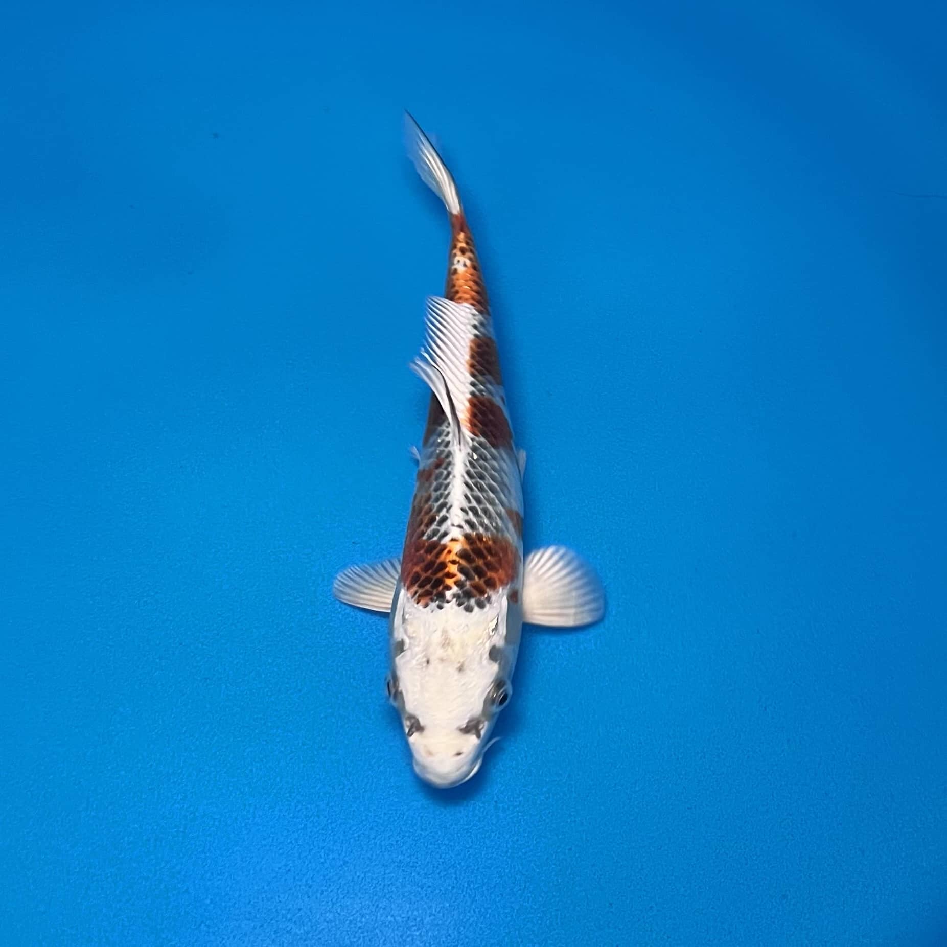 Hosokai Tosai kujaku Ref0434 -B Hosokai Tosai kujaku Ref0434 -B