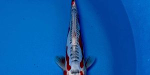 Hosokai Tosai Shusui Ref0434 -I