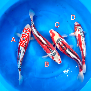 Maruhiro mix 280224 Ref0442