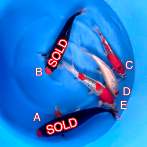 Ikarashi Ozumi mix 290224 Ref0463