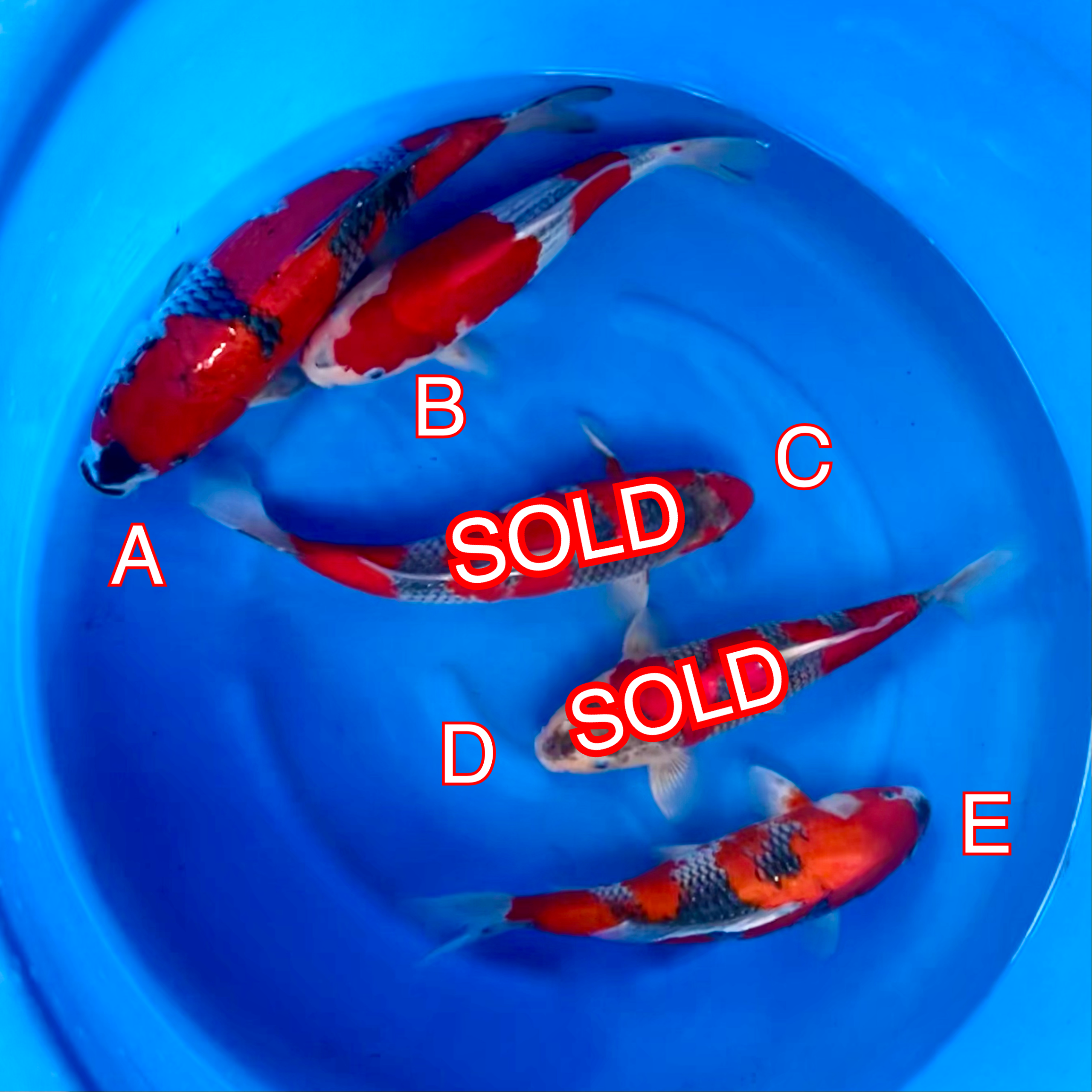 You_Doodle_2024-04-09T14_57_57Z You_Doodle_2024-04-09T14_57_57Z