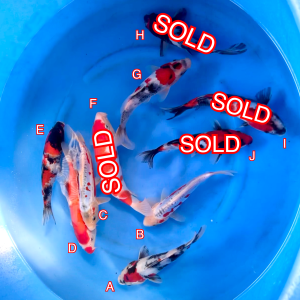 Hosokai Tosai mix 270224 Ref0448