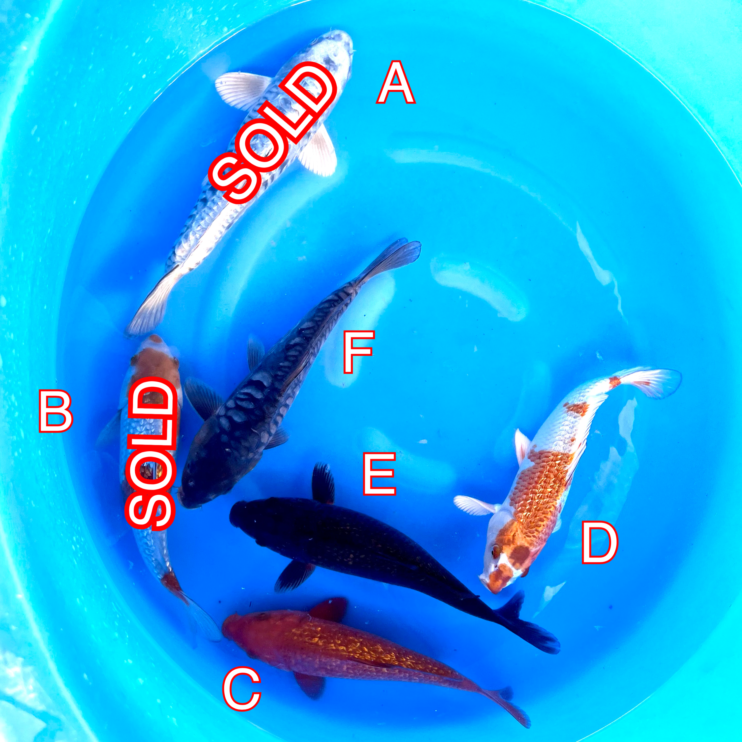 You_Doodle_2024-04-09T15_24_04Z You_Doodle_2024-04-09T15_24_04Z