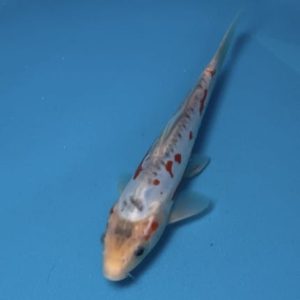 Hosokai Tosai Shusui  Ref0448 - C