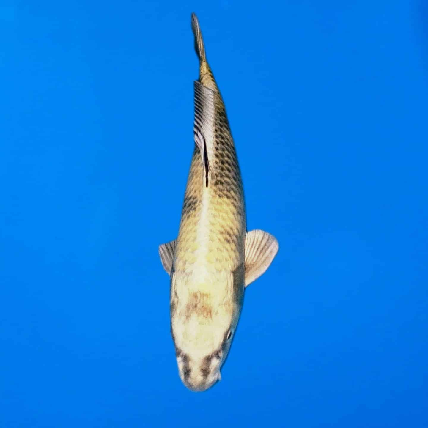 Kin Ki Utsuri Kin Ki Utsuri