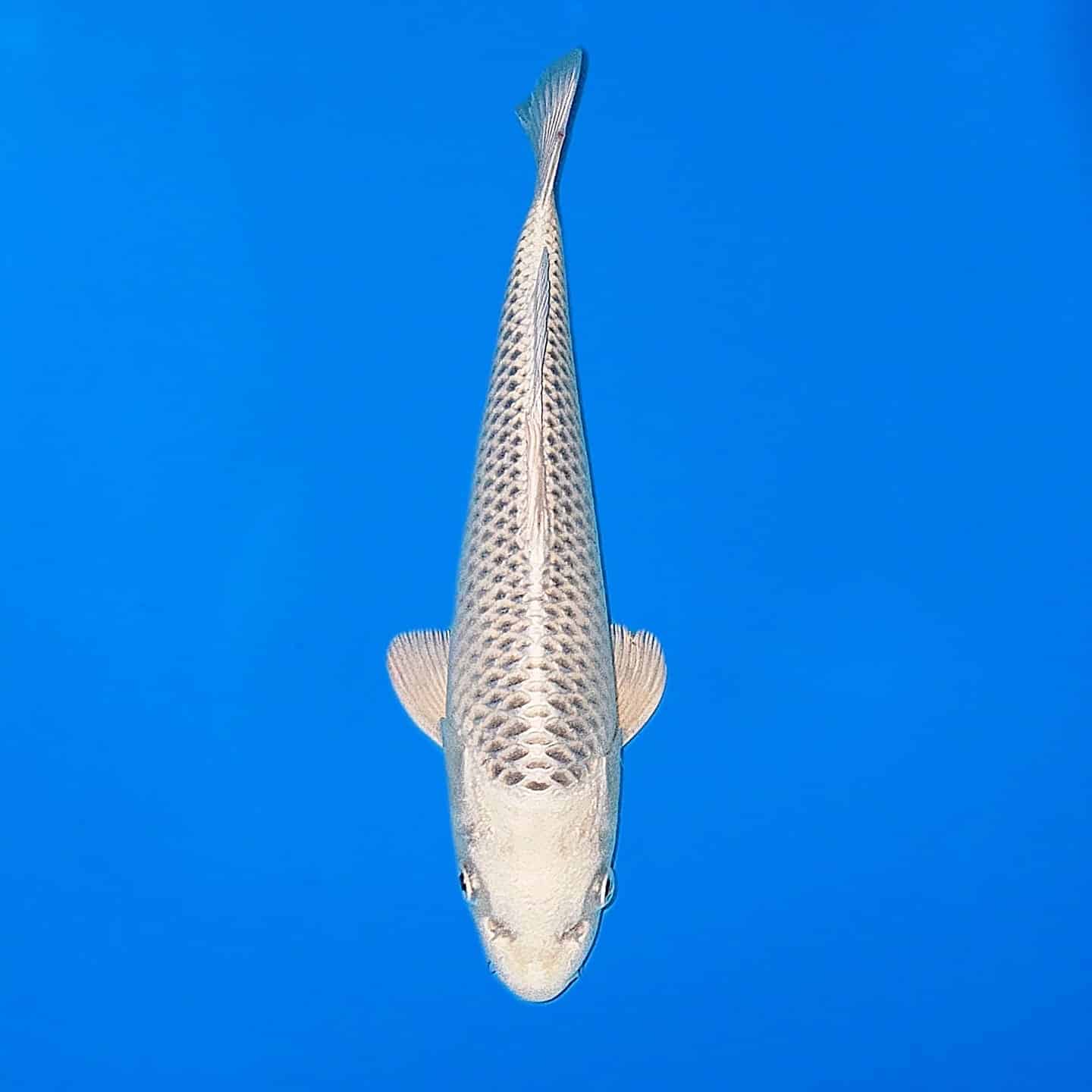 bd0d5864-1537-43d5-a725-11755f0252fc bd0d5864-1537-43d5-a725-11755f0252fc