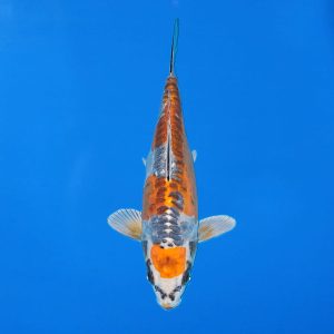 Ikarashi Ozumi Kikokuryu Ref0460 - E