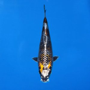 Ikarashi Ozumi Kujaku Ref0462 - D