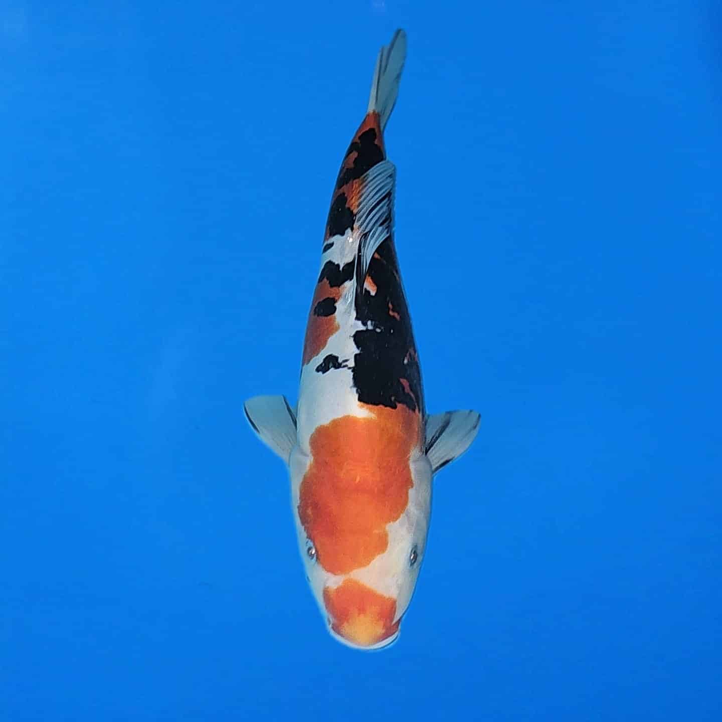 Tanaka Showa Ref0438 – B Tanaka Showa Ref0438 - B