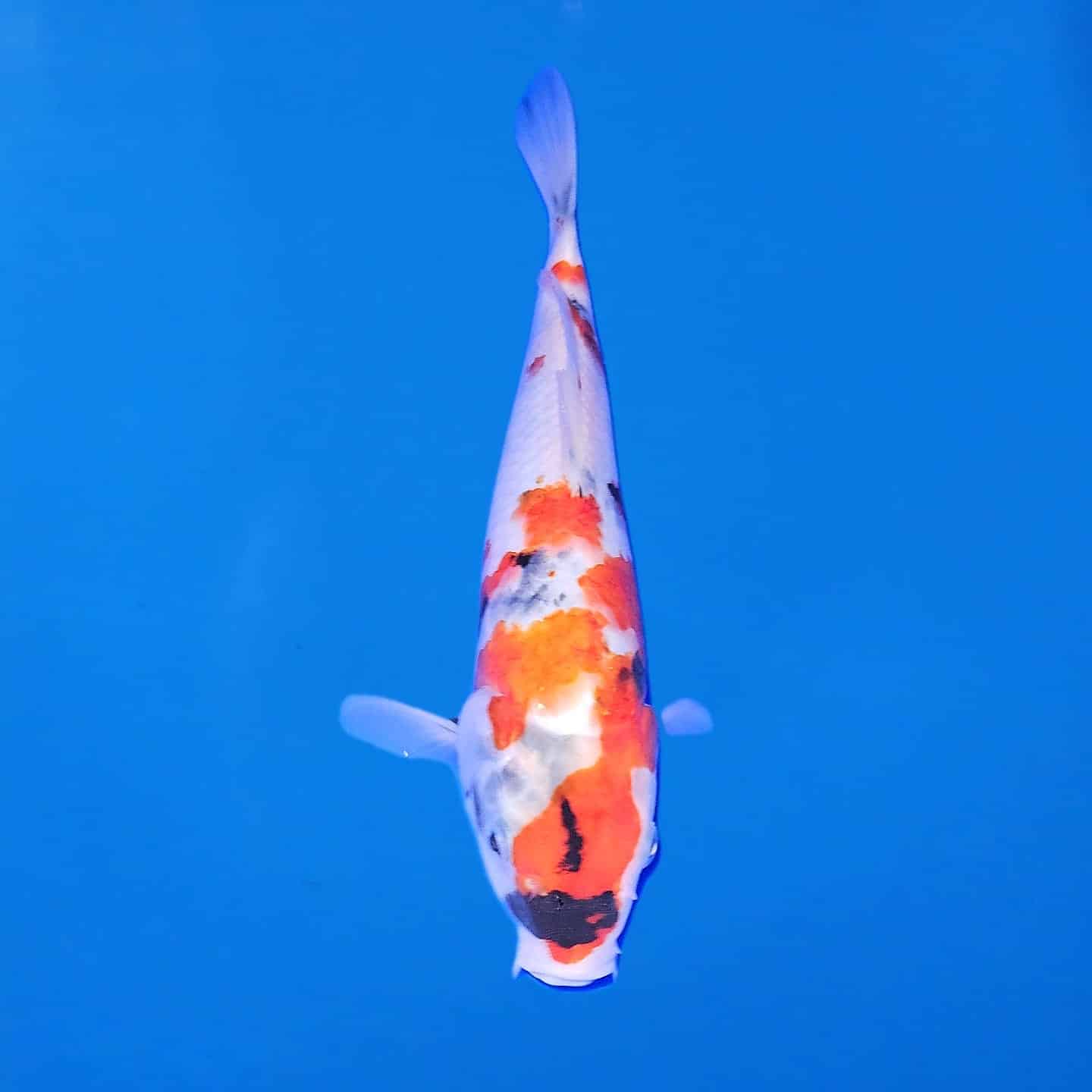 Hiroi Tosai Showa Ref0475 Hiroi Tosai Showa Ref0475