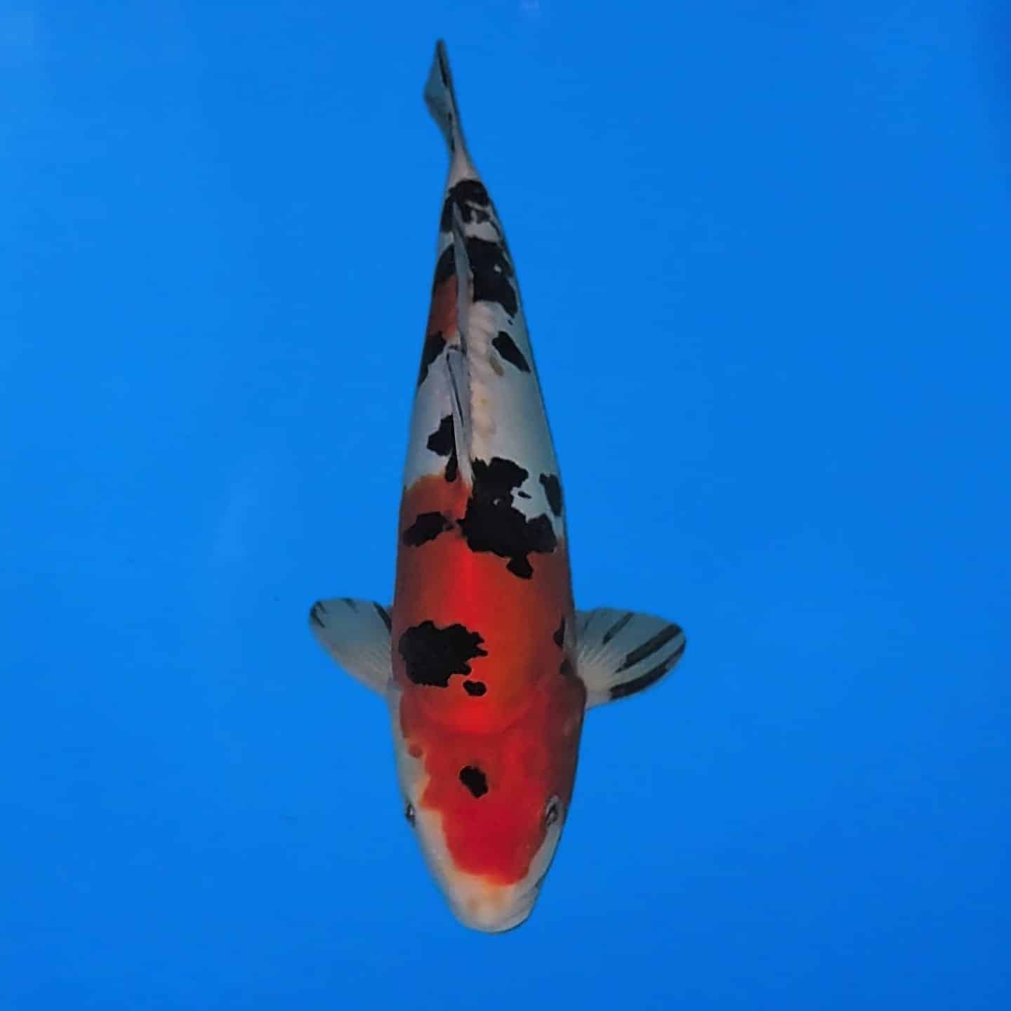 Tanaka Doitsu Showa Ref0436 – D Tanaka Doitsu Showa Ref0436 - D