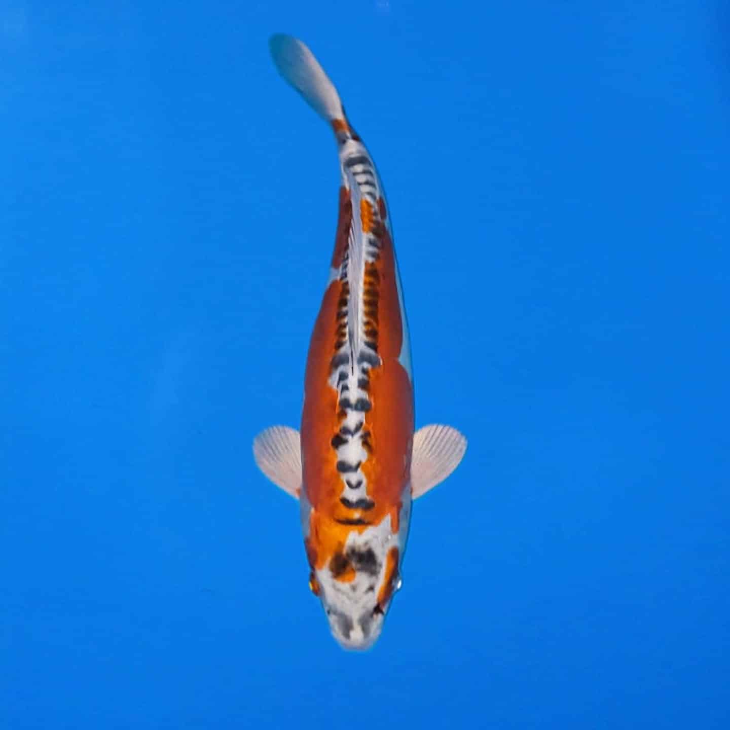 Ikarasho Ozumi mix 260224 Ref0411 – A Ikarasho Ozumi mix 260224 Ref0411 - A