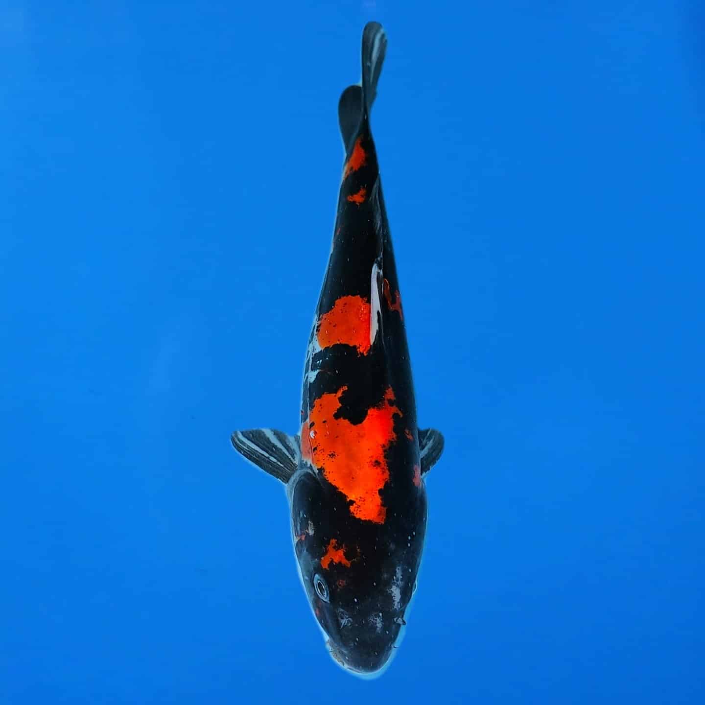 Hiroi Tosai Showa Ref0502 Hiroi Tosai Showa Ref0502