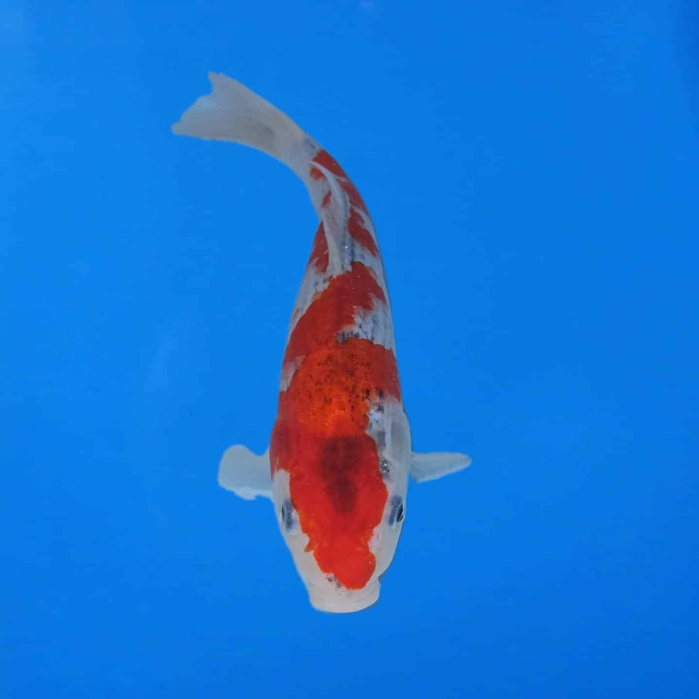 Hiroi Tosai Goshiki Ref0474 Hiroi Tosai Goshiki Ref0474