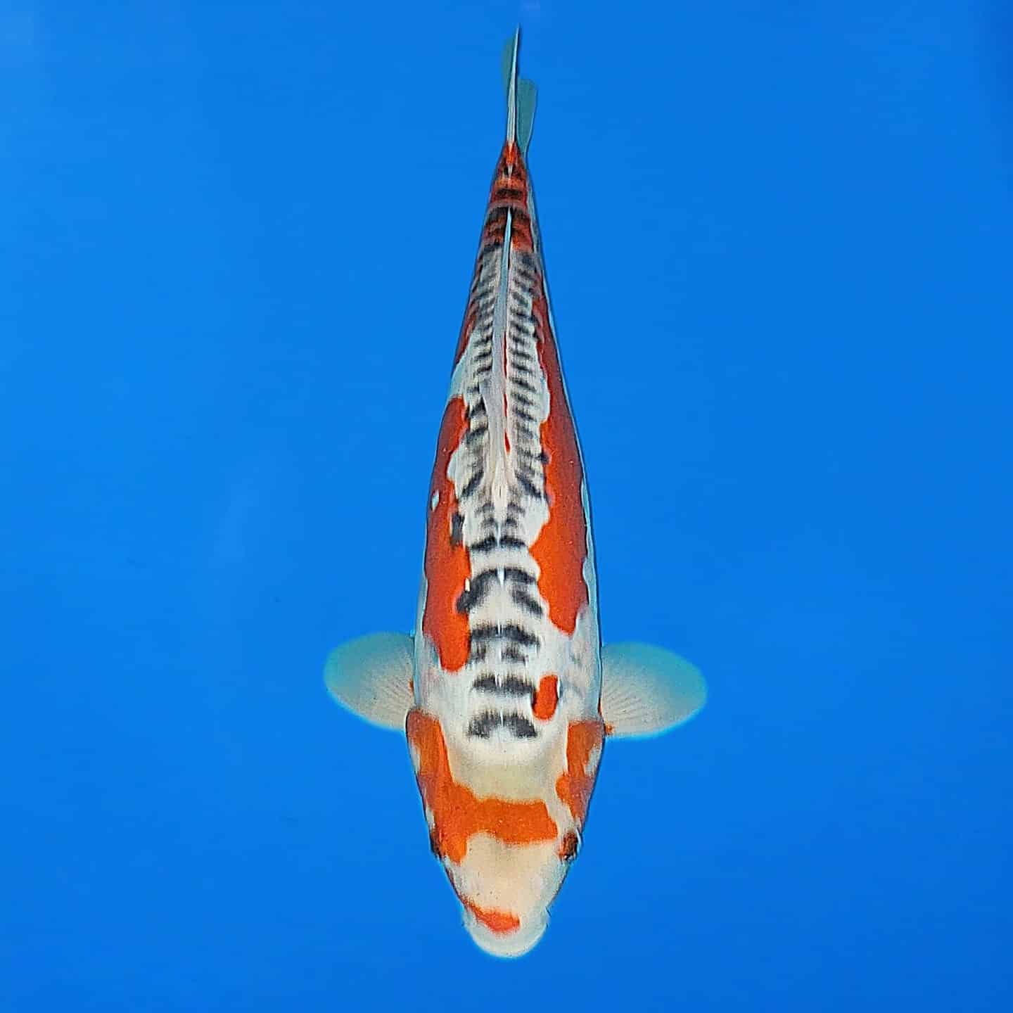 Maruhiro Shusui Ref0442 – D Maruhiro Shusui Ref0442 - D